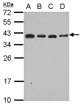 RPL6 / Ribosomal Protein L6 Antibody - Sample (30 ug of whole cell lysate) A: A549 B: H1299 C: HCT116 D: MCF-7 12% SDS PAGE RPL6 antibody diluted at 1:1000