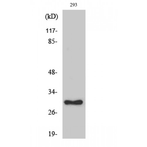 RPL7 / Ribosomal Protein L7 Antibody - Western blot of Ribosomal Protein L7 antibody