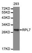 RPL7 / Ribosomal Protein L7 Antibody - Western blot analysis of extracts of 293 cell lines, using RPL7 antibody.