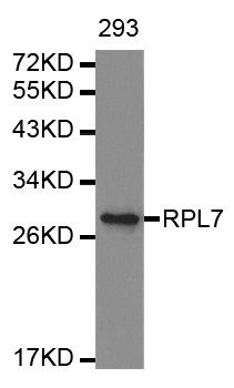 RPL7 / Ribosomal Protein L7 Antibody - Western blot analysis of extracts of 293 cell lines, using RPL7 antibody.