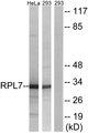 RPL7 / Ribosomal Protein L7 Antibody - Western blot analysis of extracts from HeLa cells and 293 cells, using RPL7 antibody.