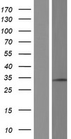 RPL7 / Ribosomal Protein L7 Protein - Western validation with an anti-DDK antibody * L: Control HEK293 lysate R: Over-expression lysate