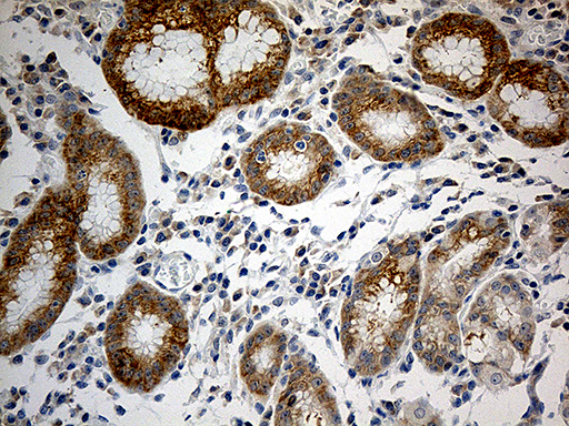 RPL7A / Ribosomal Protein L7a Antibody - Immunohistochemical staining of paraffin-embedded Human gastric tissue within the normal limits using anti-RPL7A mouse monoclonal antibody. (Heat-induced epitope retrieval by 1mM EDTA in 10mM Tris buffer. (pH8.5) at 120°C for 3 min. (1:500)