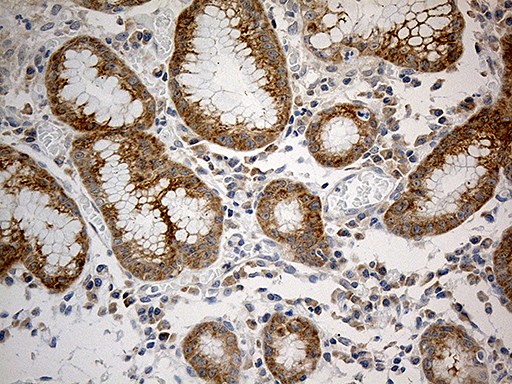 RPL7A / Ribosomal Protein L7a Antibody - Immunohistochemical staining of paraffin-embedded Human gastric tissue within the normal limits using anti-RPL7A mouse monoclonal antibody. (Heat-induced epitope retrieval by 1mM EDTA in 10mM Tris buffer. (pH8.5) at 120°C for 3 min. (1:500)