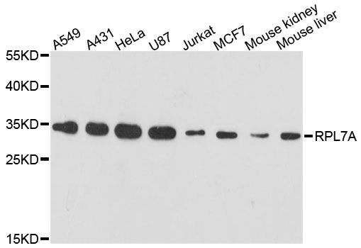 RPL7A / Ribosomal Protein L7a Antibody - Western blot analysis of extracts of various cell lines, using RPL7A antibody at 1:3000 dilution. The secondary antibody used was an HRP Goat Anti-Rabbit IgG (H+L) at 1:10000 dilution. Lysates were loaded 25ug per lane and 3% nonfat dry milk in TBST was used for blocking. An ECL Kit was used for detection and the exposure time was 60s.