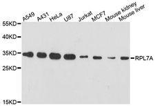 RPL7A / Ribosomal Protein L7a Antibody - Western blot analysis of extracts of various cell lines, using RPL7A antibody at 1:3000 dilution. The secondary antibody used was an HRP Goat Anti-Rabbit IgG (H+L) at 1:10000 dilution. Lysates were loaded 25ug per lane and 3% nonfat dry milk in TBST was used for blocking. An ECL Kit was used for detection and the exposure time was 60s.