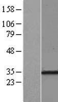 RPL7A / Ribosomal Protein L7a Protein - Western validation with an anti-DDK antibody * L: Control HEK293 lysate R: Over-expression lysate