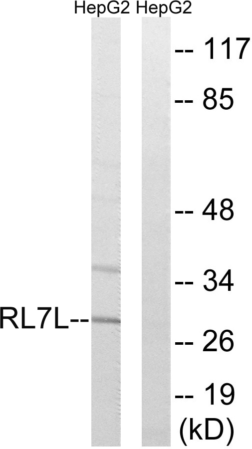 RPL7L1 Antibody - Western blot analysis of lysates from HepG2 cells, using RPL7L1 Antibody. The lane on the right is blocked with the synthesized peptide.