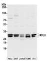 RPL8 / Ribosomal Protein L8 Antibody - Detection of human and mouse RPL8 by western blot. Samples: Whole cell lysate (50 µg) from HeLa, HEK293T, Jurkat, mouse TCMK-1, and mouse NIH 3T3 cells prepared using NETN lysis buffer. Antibody: Affinity purified rabbit anti-RPL8 antibody used for WB at 0.1 µg/ml. Detection: Chemiluminescence with an exposure time of 3 seconds.