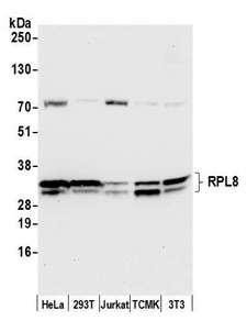 RPL8 / Ribosomal Protein L8 Antibody - Detection of human and mouse RPL8 by western blot. Samples: Whole cell lysate (50 µg) from HeLa, HEK293T, Jurkat, mouse TCMK-1, and mouse NIH 3T3 cells prepared using NETN lysis buffer. Antibody: Affinity purified rabbit anti-RPL8 antibody used for WB at 0.1 µg/ml. Detection: Chemiluminescence with an exposure time of 10 seconds.