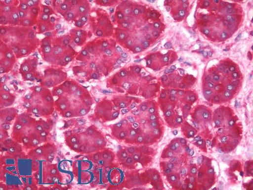RPL8 / Ribosomal Protein L8 Antibody - Anti-RPL8 / L8 antibody IHC staining of human pancreas. Immunohistochemistry of formalin-fixed, paraffin-embedded tissue after heat-induced antigen retrieval. Antibody concentration 10 ug/ml.  This image was taken for the unconjugated form of this product. Other forms have not been tested.