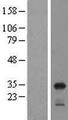 RPL8 / Ribosomal Protein L8 Protein - Western validation with an anti-DDK antibody * L: Control HEK293 lysate R: Over-expression lysate