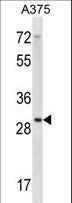RPLP0 Antibody - RPLP0 Antibody western blot of A375 cell line lysates (35 ug/lane). The RPLP0 antibody detected the RPLP0 protein (arrow).