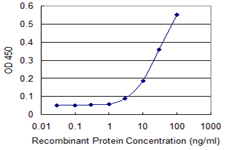 RPLP0 Antibody - Detection limit for recombinant GST tagged RPLP0 is 1 ng/ml as a capture antibody.