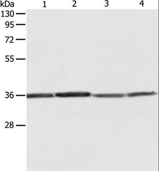 RPLP0 Antibody - Western blot analysis of HeLa, 293T, A431 and Jurkat cell, using RPLP0 Polyclonal Antibody at dilution of 1:600.