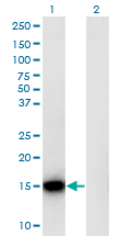 RPLP1 Antibody - Western Blot analysis of RPLP1 expression in transfected 293T cell line by RPLP1 monoclonal antibody (M01), clone 1G10.Lane 1: RPLP1 transfected lysate (Predicted MW: 11.5 KDa).Lane 2: Non-transfected lysate.