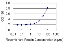 RPLP1 Antibody - Detection limit for recombinant GST tagged RPLP1 is 1 ng/ml as a capture antibody.