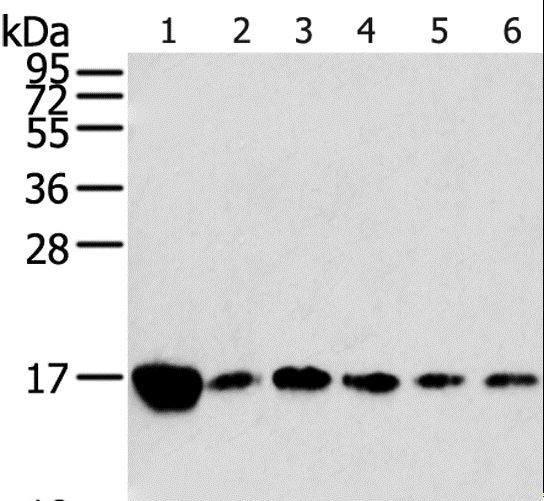 RPLP2 Antibody - Western blot analysis of Raji, K562, A549, hepg2, PC3 and HeLa cell, using RPLP2 Polyclonal Antibody at dilution of 1:800.