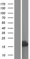 RPLP2 Protein - Western validation with an anti-DDK antibody * L: Control HEK293 lysate R: Over-expression lysate