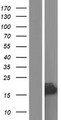 RPLP2 Protein - Western validation with an anti-DDK antibody * L: Control HEK293 lysate R: Over-expression lysate