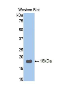 RPN1 / Ribophorin I Antibody - Western blot of recombinant RPN1 / Ribophorin I.  This image was taken for the unconjugated form of this product. Other forms have not been tested.