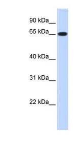 RPN1 / Ribophorin I Antibody - RPN1 antibody western blot of Transfected 293T cell lysate.  This image was taken for the unconjugated form of this product. Other forms have not been tested.