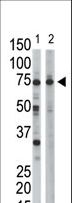 RPN1 / Ribophorin I Antibody - The anti-RPN1 antibody is used in Western blot to detect RPN1 in HeLa cell lysate (Lane 1) and mouse liver tissue lysate (Lane 2).