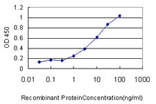 RPN1 / Ribophorin I Antibody - Detection limit for recombinant GST tagged RPN1 is approximately 1 ng/ml as a capture antibody.