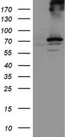 RPN1 / Ribophorin I Antibody - HEK293T cells were transfected with the pCMV6-ENTRY control (Left lane) or pCMV6-ENTRY RPN1 (Right lane) cDNA for 48 hrs and lysed. Equivalent amounts of cell lysates (5 ug per lane) were separated by SDS-PAGE and immunoblotted with anti-RPN1.
