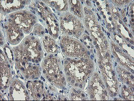 RPN1 / Ribophorin I Antibody - IHC of paraffin-embedded Human Kidney tissue using anti-RPN1 mouse monoclonal antibody.