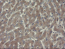 RPN1 / Ribophorin I Antibody - IHC of paraffin-embedded Human liver tissue using anti-RPN1 mouse monoclonal antibody.