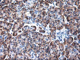 RPN1 / Ribophorin I Antibody - IHC of paraffin-embedded Human pancreas tissue using anti-RPN1 mouse monoclonal antibody.