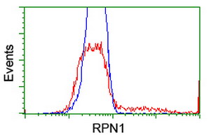 RPN1 / Ribophorin I Antibody - HEK293T cells transfected with either overexpress plasmid (Red) or empty vector control plasmid (Blue) were immunostained by anti-RPN1 antibody, and then analyzed by flow cytometry.