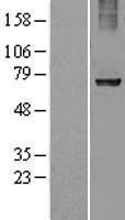 RPN1 / Ribophorin I Protein - Western validation with an anti-DDK antibody * L: Control HEK293 lysate R: Over-expression lysate