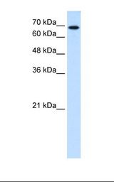 RPN2 / Ribophorin II Antibody - HepG2 cell lysate. Antibody concentration: 0.25 ug/ml. Gel concentration: 12%.  This image was taken for the unconjugated form of this product. Other forms have not been tested.