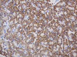 RPN2 / Ribophorin II Antibody - IHC of paraffin-embedded Human pancreas tissue using anti-RPN2 mouse monoclonal antibody.