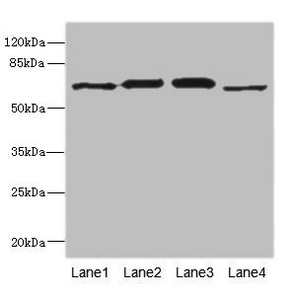 RPN2 / Ribophorin II Antibody - Western blot All Lanes: RPN2 antibody at 1.91ug/ml Lane 1: NIH/3T3 whole cell lysate Lane 2: 293T whole cell lysate Lane 3: Hela whole cell lysate Lane 4: Human placenta tissue Goat polyclonal to Rabbit IgG at 1/10000 dilution Predicted band size: 70,68 kDa Observed band size: 69 kDa