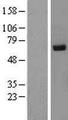 RPN2 / Ribophorin II Protein - Western validation with an anti-DDK antibody * L: Control HEK293 lysate R: Over-expression lysate