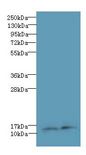 RPP14 Antibody - Western blot. All lanes: RPP14 antibody at 6 ug/ml. Lane 1: HeLa whole cell lysate. Lane 2: MCF7 whole cell lysate. Secondary antibody: Goat polyclonal to Rabbit IgG at 1:10000 dilution. Predicted band size: 14 kDa. Observed band size: 14 kDa.