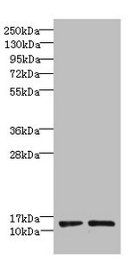RPP14 Antibody - Western blot All lanes: RPP14 antibody at 6µg/ml Lane 1: Hela whole cell lysate Lane 2: MCF-7 whole cell lysate Secondary Goat polyclonal to rabbit IgG at 1/10000 dilution Predicted band size: 14 kDa Observed band size: 14 kDa