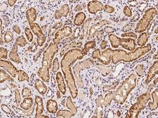 RPP14 Antibody - Immunochemical staining of human RPP14 in human kidney with rabbit polyclonal antibody at 1:100 dilution, formalin-fixed paraffin embedded sections.