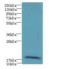 RPP21 Antibody - Western blot. All lanes: RPP21 antibody at 12 ug/ml+Colo3w- whole cell lysate Goat polyclonal to rabbit at 1:10000 dilution. Predicted band size: 18 kDa. Observed band size: 18 kDa.