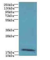 RPP21 Antibody - Western blot. All lanes: RPP21 antibody at 12 ug/ml+Colo3w- whole cell lysate Goat polyclonal to rabbit at 1:10000 dilution. Predicted band size: 18 kDa. Observed band size: 18 kDa.