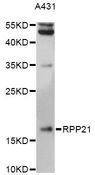 RPP21 Antibody - Western blot analysis of extracts of A431 cells, using RPP21 antibody at 1:3000 dilution. The secondary antibody used was an HRP Goat Anti-Rabbit IgG (H+L) at 1:10000 dilution. Lysates were loaded 25ug per lane and 3% nonfat dry milk in TBST was used for blocking. An ECL Kit was used for detection and the exposure time was 15s.