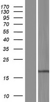 RPP21 Protein - Western validation with an anti-DDK antibody * L: Control HEK293 lysate R: Over-expression lysate