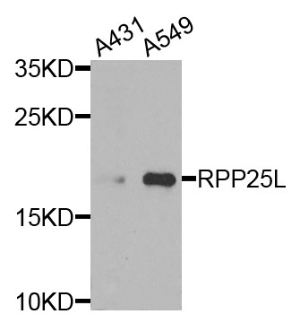 RPP25L / C9orf23 Antibody - Western blot analysis of extracts of various cells.