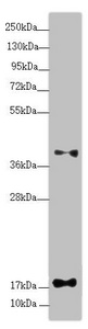 RPP25L / C9orf23 Antibody - Western blot All Lanes:RPP25L antibody at 0.9 ug/ml+ Mouse heart tissue Secondary Goat polyclonal to rabbit IgG at 1/10000 dilution Predicted band size: 18 kDa Observed band size: 18,40 kDa