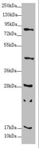 RPP25L / C9orf23 Antibody - Western blot All Lanes:RPP25L antibody at 1.67 ug/ml+ Mouse heart tissue Secondary Goat polyclonal to rabbit IgG at 1/10000 dilution Predicted band size: 18 kDa Observed band size: 18,24,28,44,80 kDa