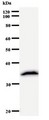RPP30 Antibody - Western blot of immunized recombinant protein using RPP30 antibody.