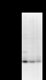 RPP30 Antibody - Detection of RPP30 by Western blot. Samples: Whole cell lysate from human HEK293 (H, 25 ug) , mouse NIH3T3 (M, 25 ug) and rat F2408 (R, 25 ug) cells. Predicted molecular weight: 29 kDa